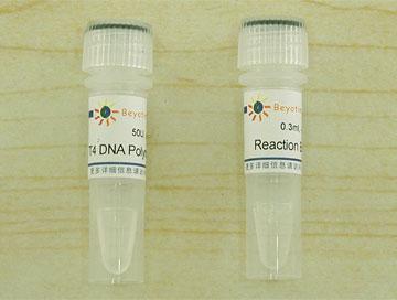 T4 DNA Polymerase